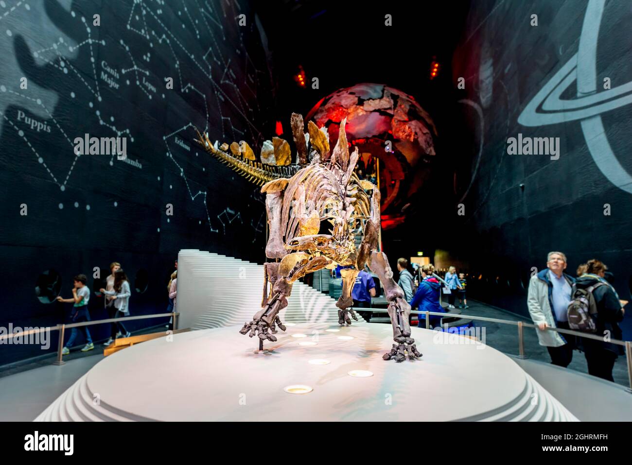 Skellet eines Stegosaurus-Dinosauriers, Ausstellung im Natural History Museum, London, England, Vereinigtes Königreich Stockfoto