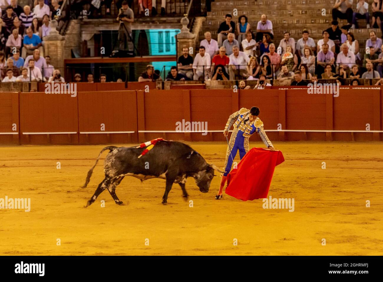 Matador mit Muleta und Espada mit laufendem Stier, Torero mit rotem Tuch in traditioneller Kleidung, Stierkampf, Stierkampfarena Plaza de Toros de la Real Stockfoto