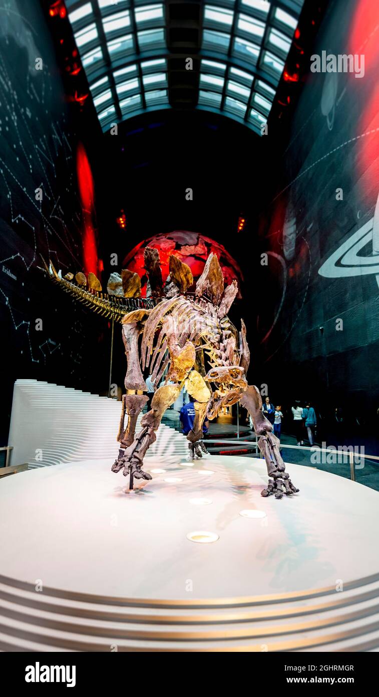 Skellet eines Stegosaurus-Dinosauriers, Ausstellung im Natural History Museum, London, England, Vereinigtes Königreich Stockfoto