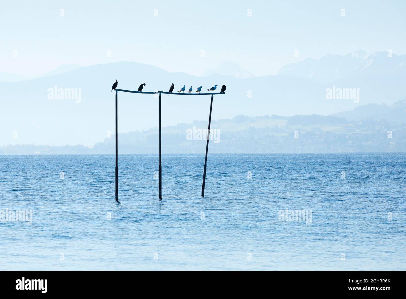 Blick von Arbon über den Bodensee Stockfoto