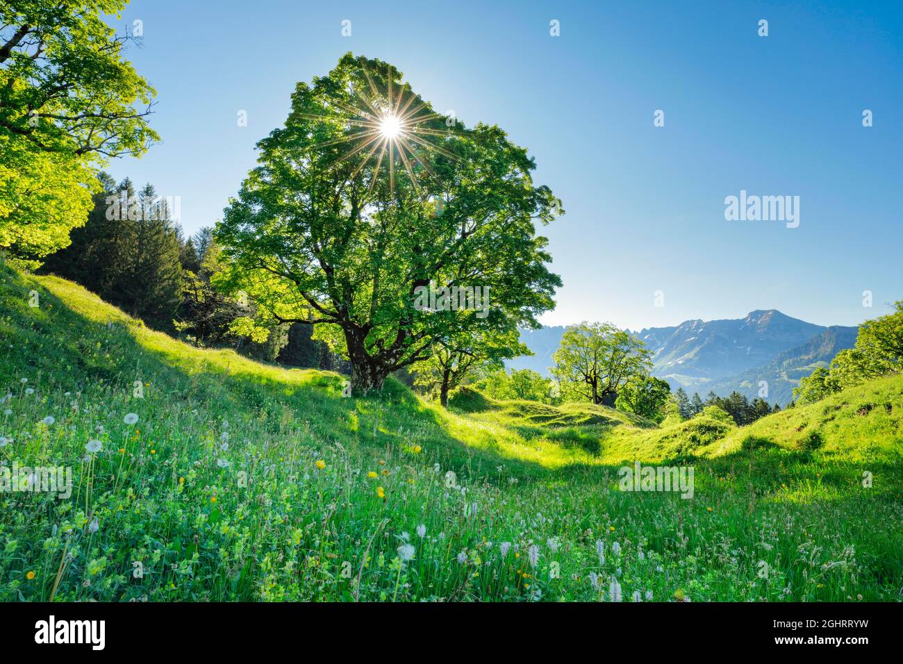 Sonne scheint durch Platanen-Ahorn und bildet Sonnenstern, im Bergfrühling mit Alpstein-Massiv im Hintergrund, bei Ennetbühl in Toggenburg, Kanton Stockfoto