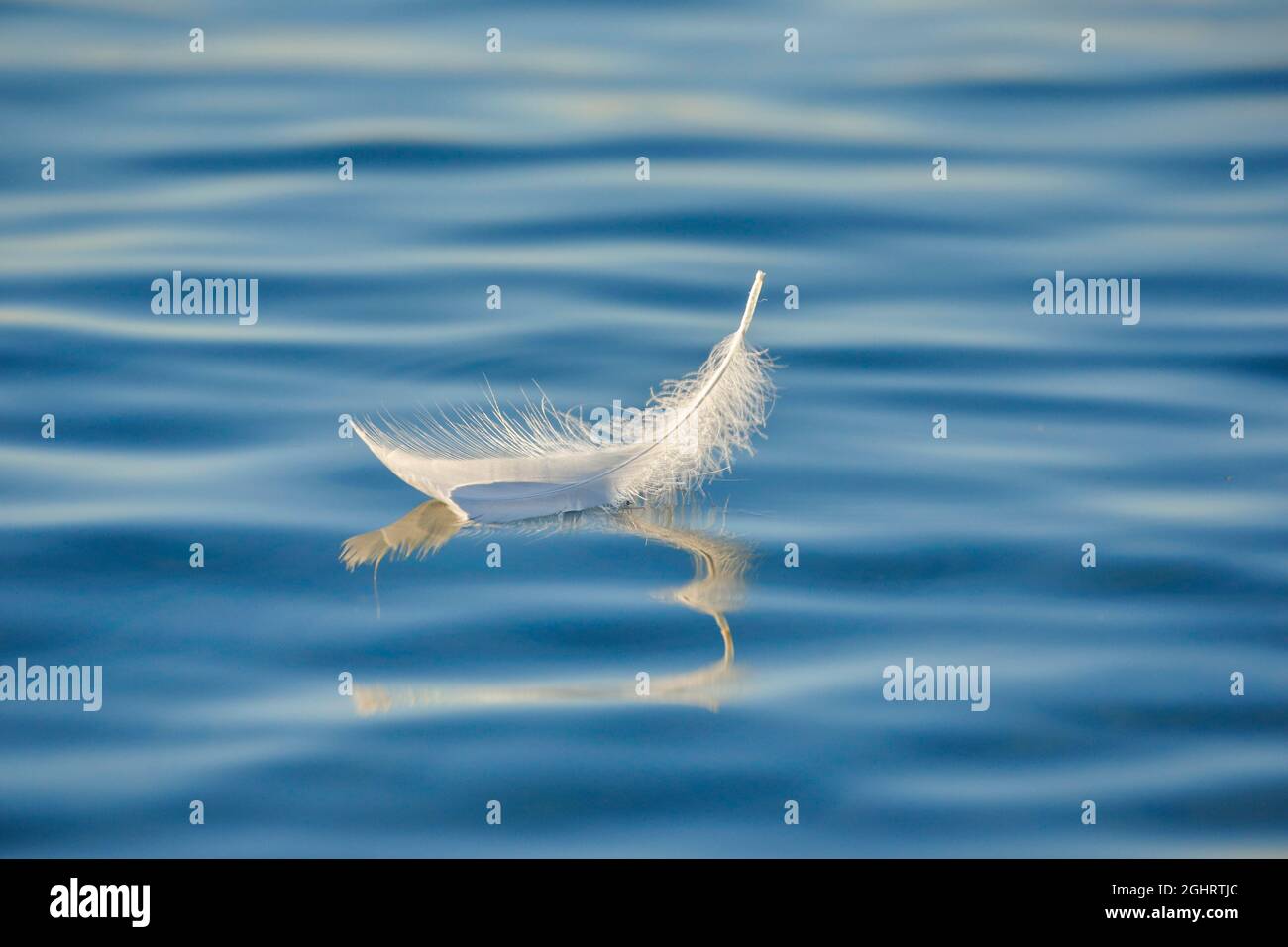Nahaufnahme einer schwebenden Schwanenfeder auf blauem Wasser, Thurgau, Schweiz Stockfoto Nahaufnahme einer schwebenden Schwanenfeder auf blauem Wasser, Thurgau, Schweiz Stockfoto