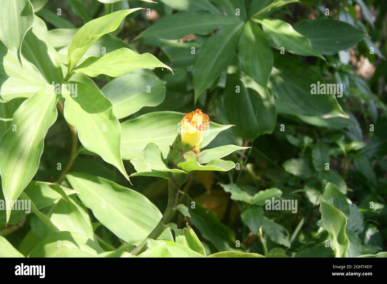 Insulinpflanze oder Costus pictus (Chamaecostus cuspidatus) mit krüchenförmigen gelben Blüten Stockfoto