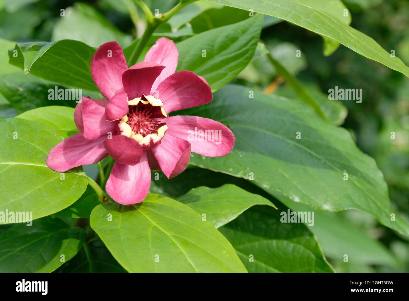 Dunkelrote duftende Blüten mit cremefarbener Spitze. Calycanthus aphrodite. Sweetstrauch. Sinlge Blüte mit einem grünen Laub Hintergrund Stockfoto
