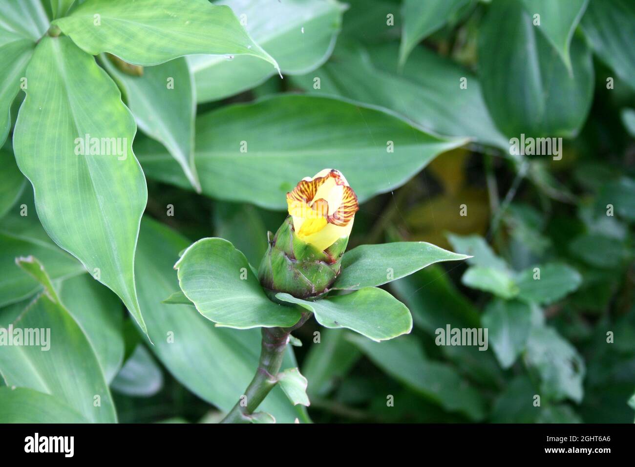 Insulinpflanze oder Costus pictus (Chamaecostus cuspidatus) mit krüchenförmigen gelben Blüten Stockfoto