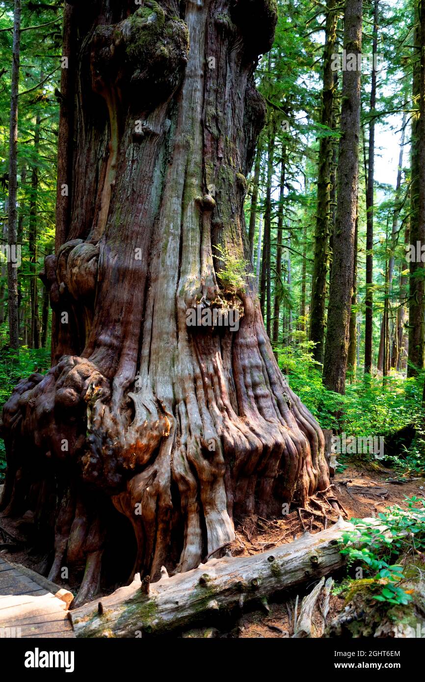 Eine Western Red Cedar (Thuja plicata) im Avatar Grove, Port Renfrew, Vancouver Island, British Columbia, Kanada Stockfoto