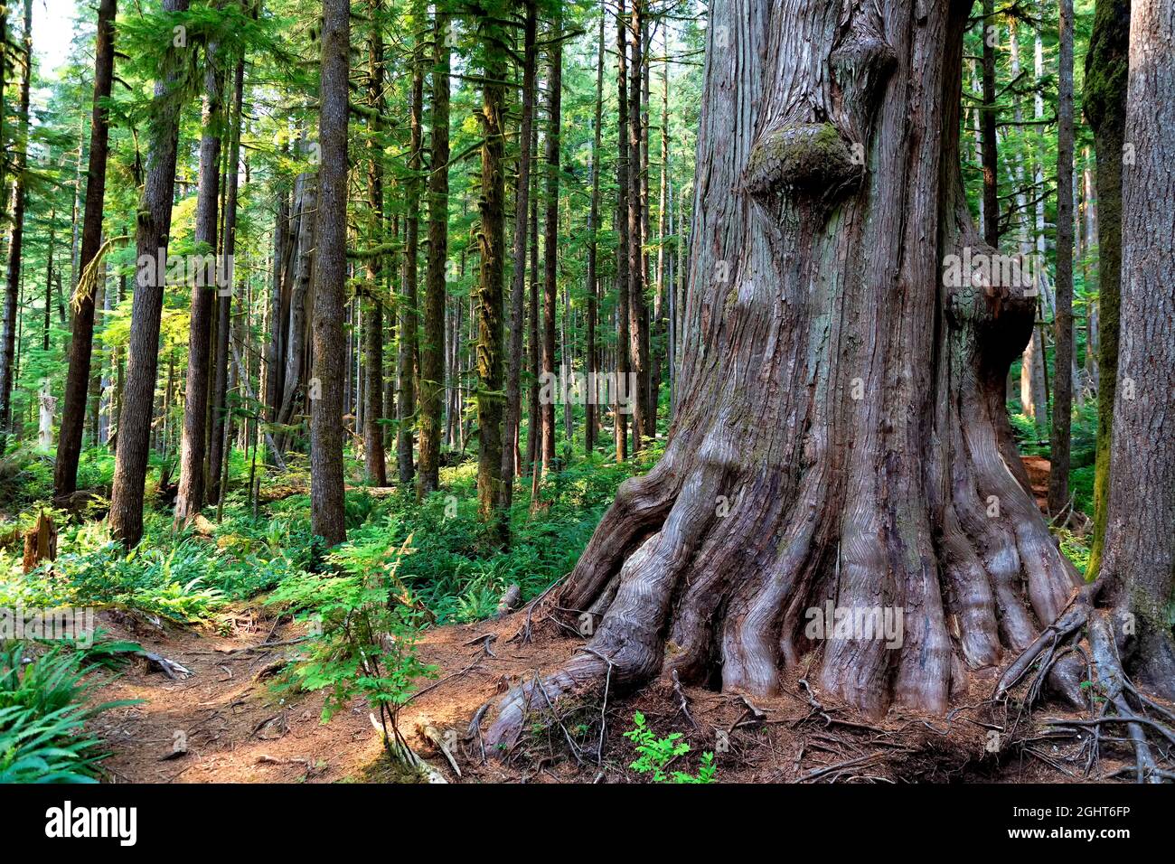 Eine Western Red Cedar (Thuja plicata) im Avatar Grove, Port Renfrew, Vancouver Island, British Columbia, Kanada Stockfoto