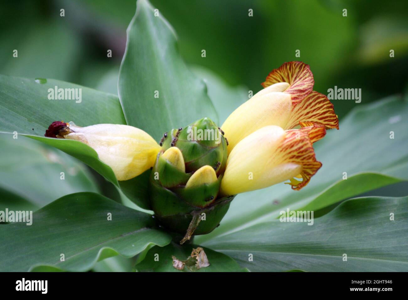 Insulinpflanze oder Costus pictus (Chamaecostus cuspidatus) mit krüchenförmigen gelben Blüten Stockfoto