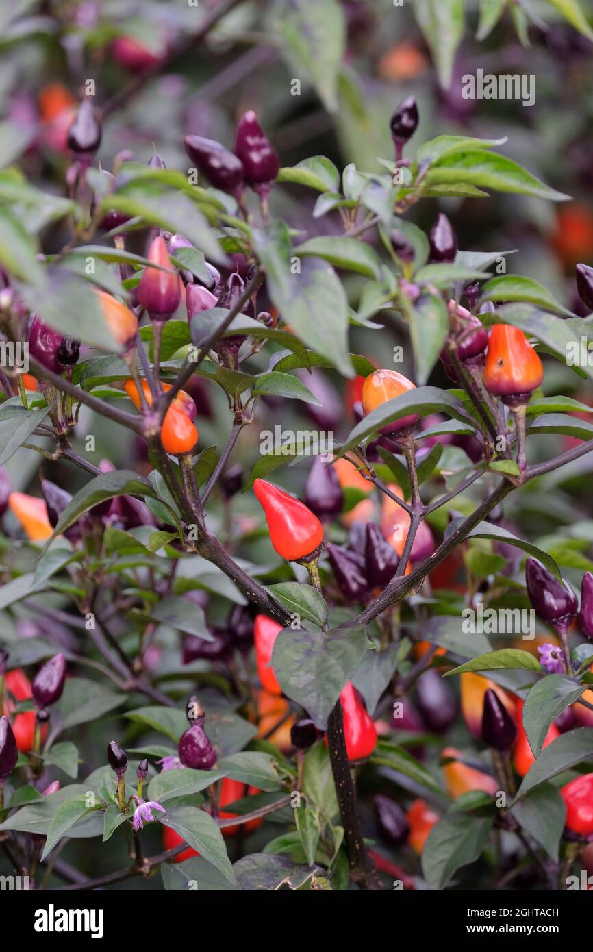 Mehrfarbige, essbare Chili-Pflanze „Fairy Lights“, Capsicum Annuum „Fairy Lights“. Lila gefärbte Blätter, violette Blüten und kleine kegelförmige Früchte Stockfoto