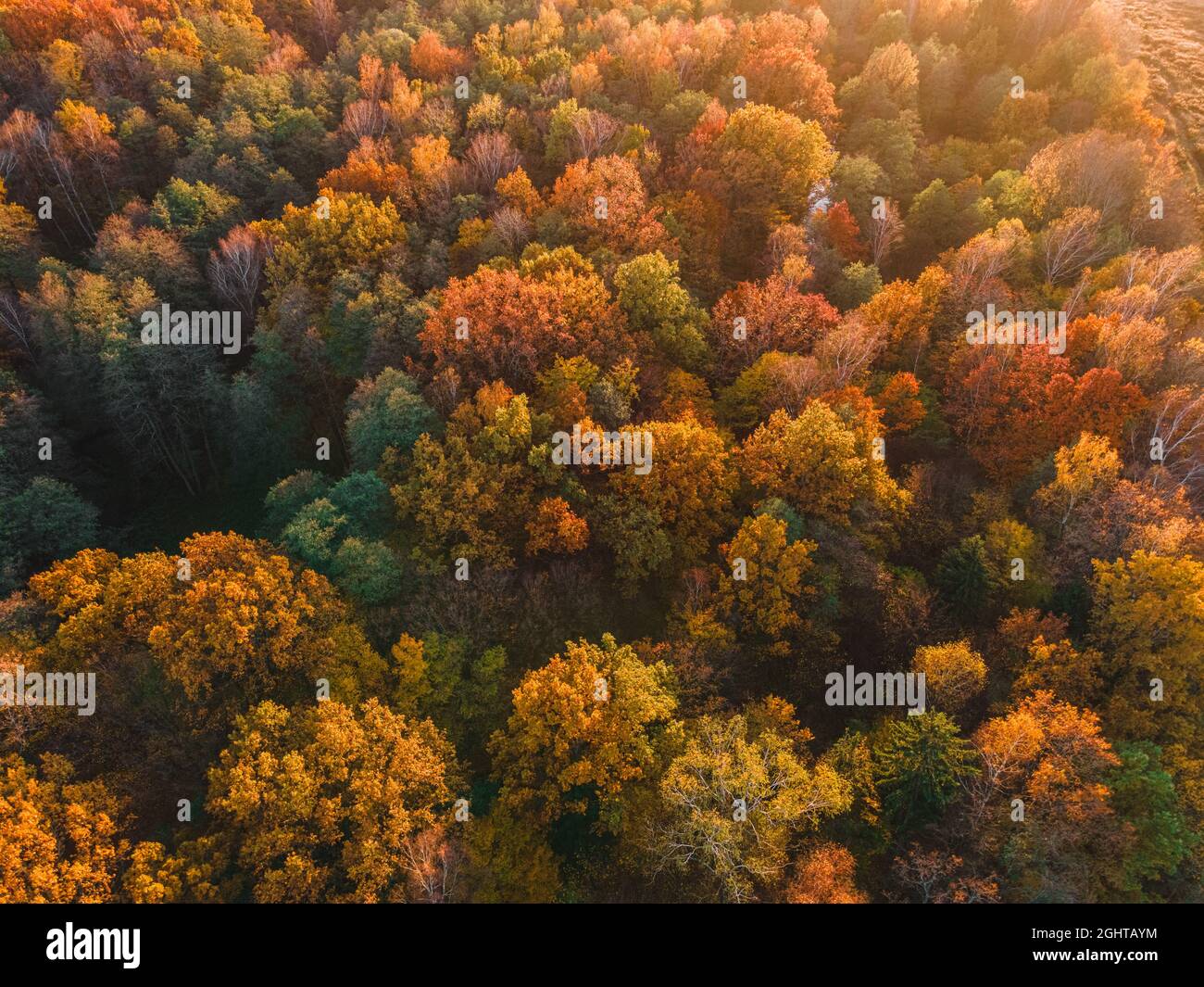 Luftaufnahme des Herbstwaldes. Schöne Landschaft mit Bäumen mit grünen, roten und orangefarbenen Blättern. Draufsicht von der Drohne Stockfoto