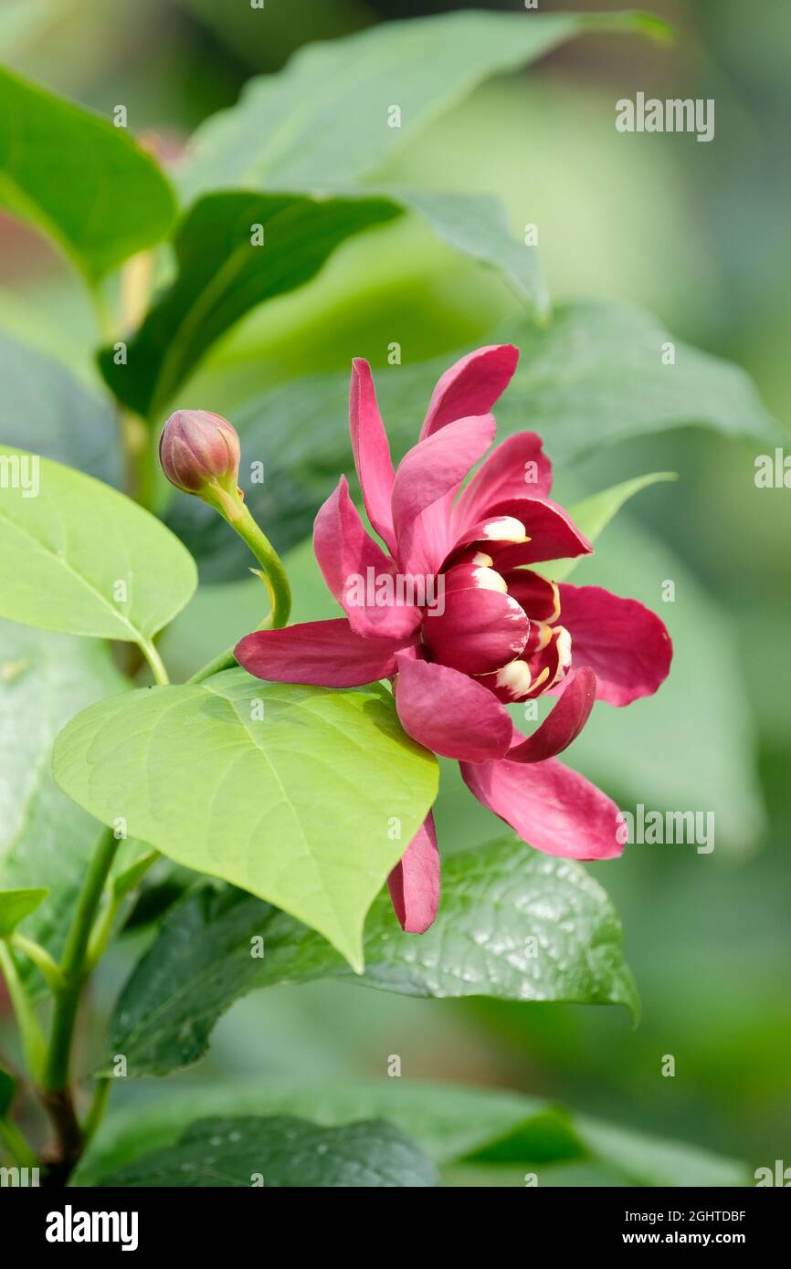 Dunkelrote duftende Blüten mit cremefarbener Spitze. Calycanthus aphrodite. Sweetstrauch. Sinlge Blüte mit einem grünen Laub Hintergrund Stockfoto