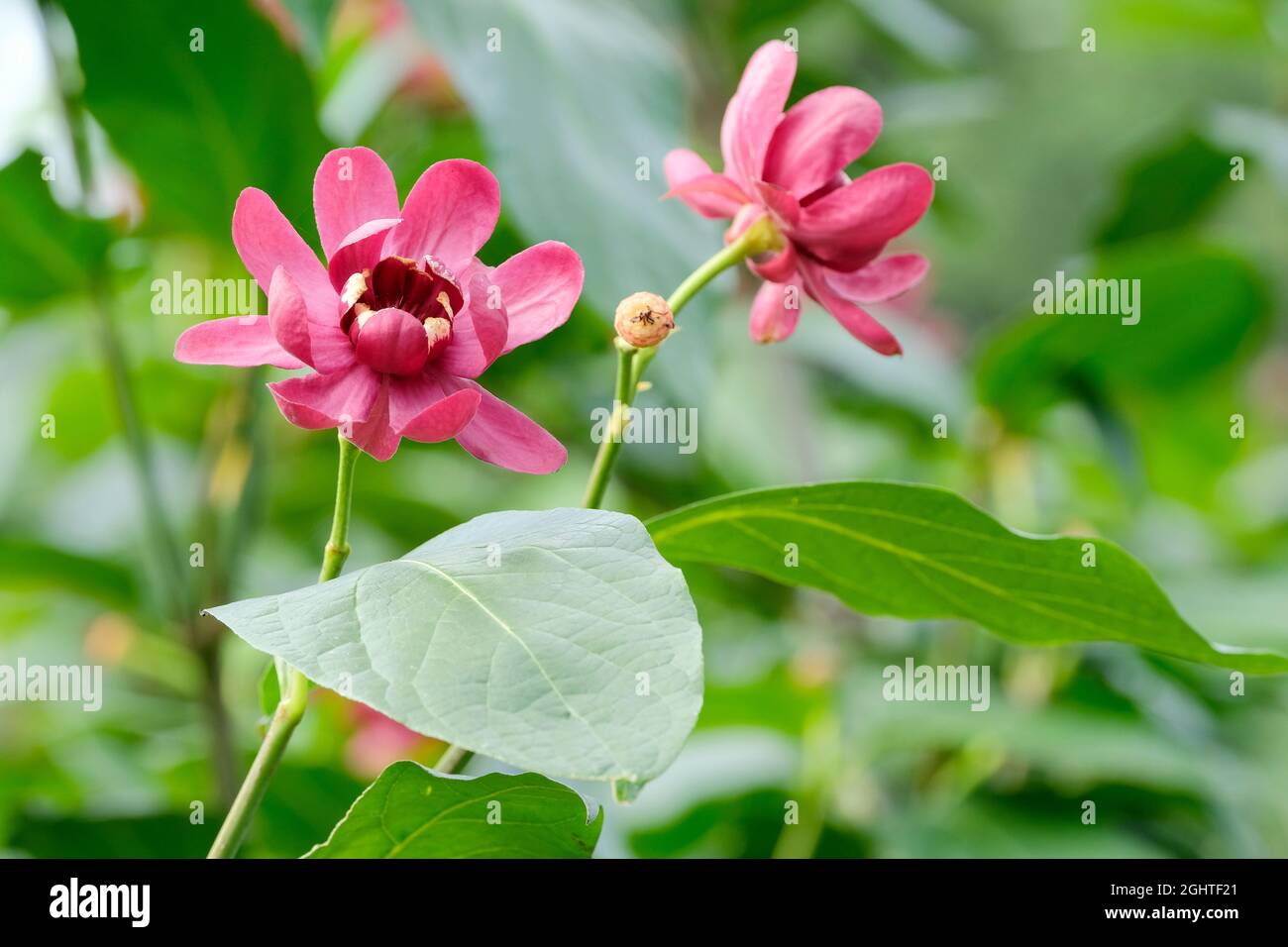 Tiefrote duftende Blüten mit Creme. Calycanthus aphrodite. Sweetstrauch. Zwei Blüten mit grünem Laubhintergrund Stockfoto