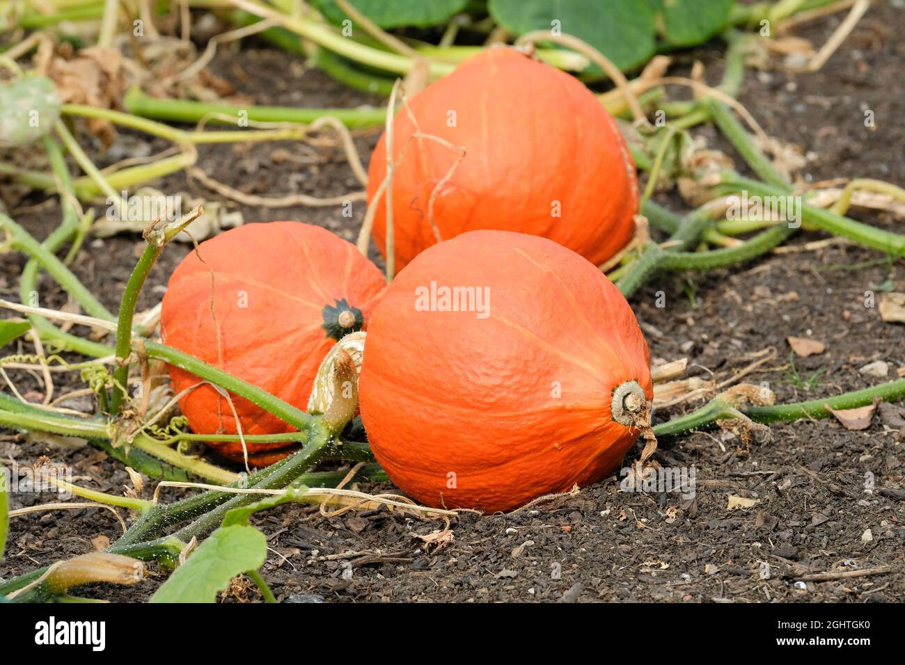 Winter Squash 'Uchiki Kuri'. Tropfenförmiger japanischer 'Hubbard'-Squash, auch bekannt als Red Kuri oder Red Onion Squash. Curcubita maxima Stockfoto