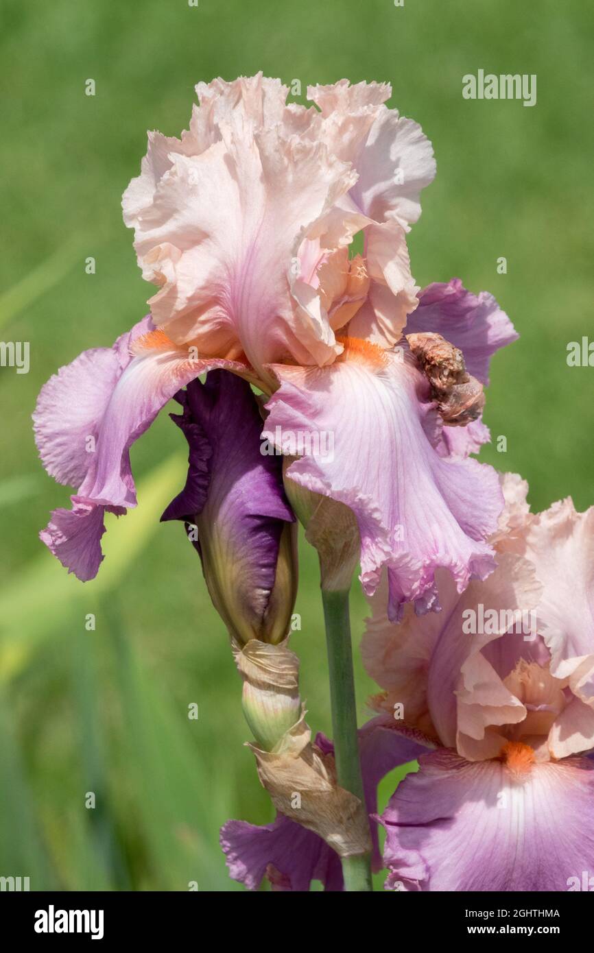 Hellrosa Iris Lavendel Farben hoch Bartlilie Blume 'Sweet Musette' Stockfoto