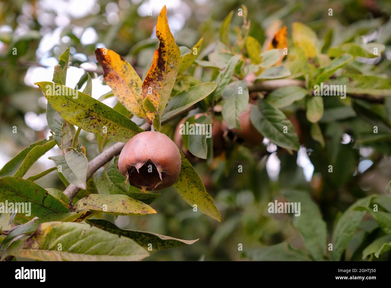 Iranische Medlar, eine Dessertsorte. Mespilus germanica iranisch. Iranische Medlar Frucht auf dem Baum Stockfoto