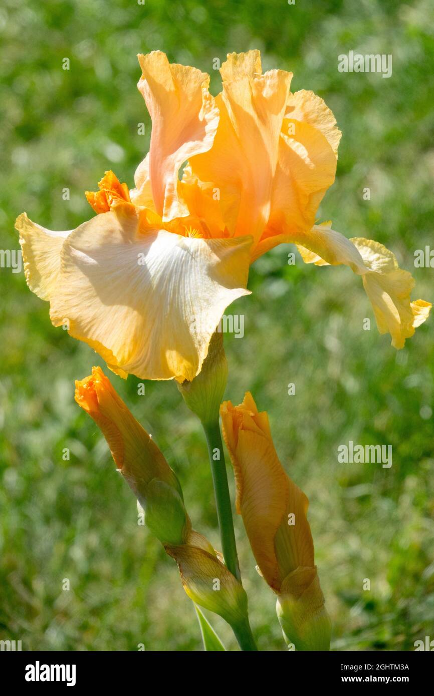 Tall bärded Iris 'Aphrodisiakum Stockfoto