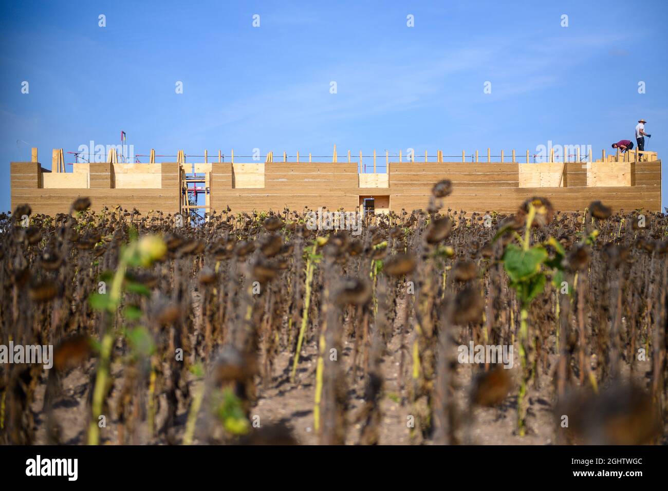 07. September 2021, Sachsen-Anhalt, Pömmelte: Unweit des Ringschreins entfernen Arbeiter die Holztäfelungen des dort errichteten Besucherzentrums. Der Rohbau ist nach acht Wochen fertig gestellt und ist der erste Neubau mit tragenden Lehmwänden in Mitteldeutschland. Die Gebäude aus der Stein- und Bronzezeit am Ringschrein wurden vor 4000 Jahren aus Ton und Holz erbaut. Foto: Klaus-Dietmar Gabbert/dpa-Zentralbild/ZB Stockfoto