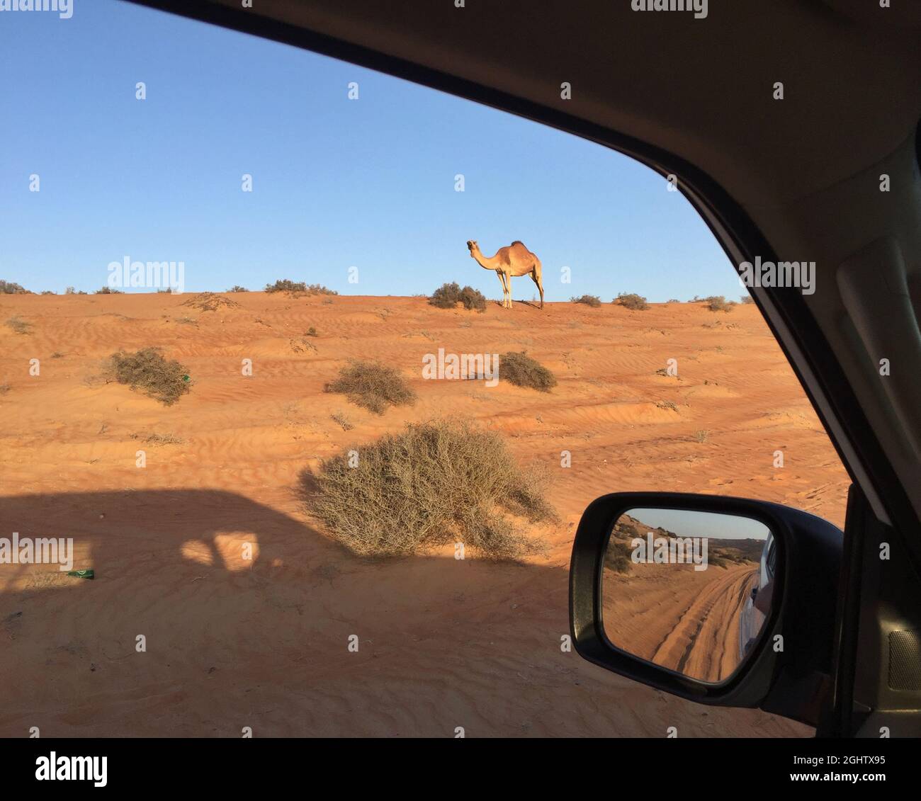 Blick von einem Auto auf ein Kamel, das in der Wüste, Oman, steht Stockfoto