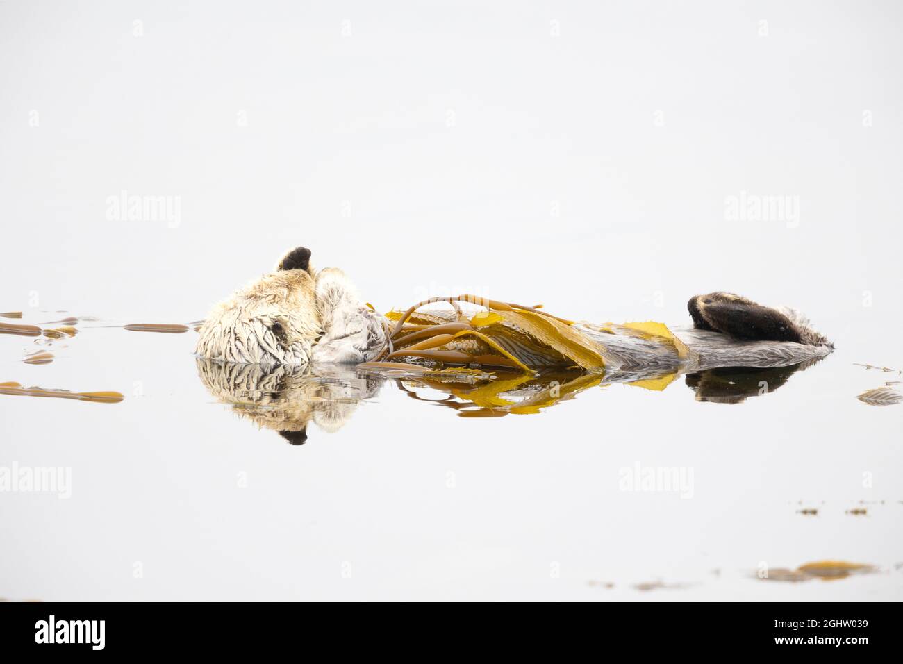 Seeotter, der in Kelp schläft Stockfoto