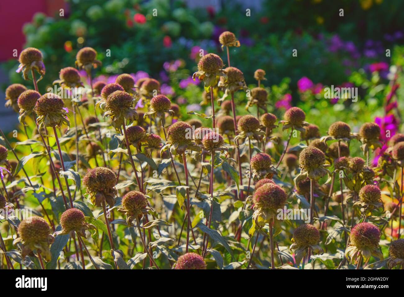 Weich fokussierte, lebendige Echinacea-getrocknete Kopfblumen, die nach der Blüte auf dem Gartenblumenbett in Sonnenlicht getaucht wurden. Herbstlicher, unscharfer Blumenhintergrund. Stockfoto