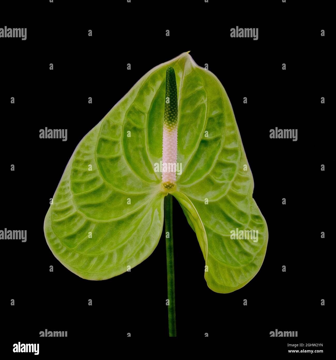 Einzelne Blume eines grünen Anthuriums (Anthurium crystallinum), fotografiert vor einem schlichten weißen Hintergrund Stockfoto