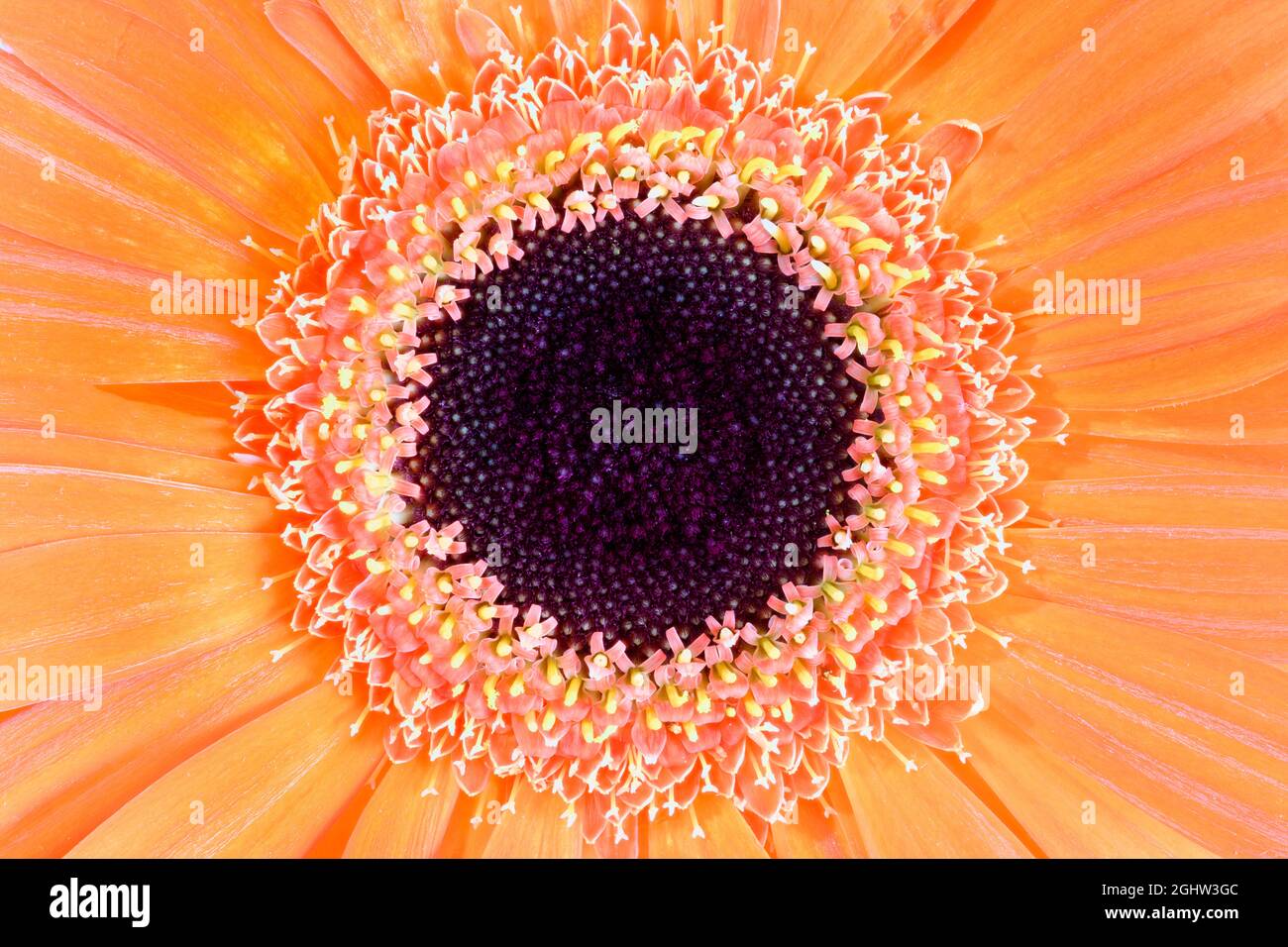 Extreme Nahaufnahme einer Orange Gerbera Blume Stockfoto