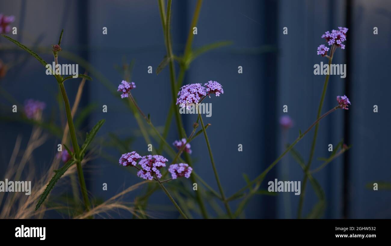 Verbena bonariensis Blumen und Pflanzen. Stockfoto