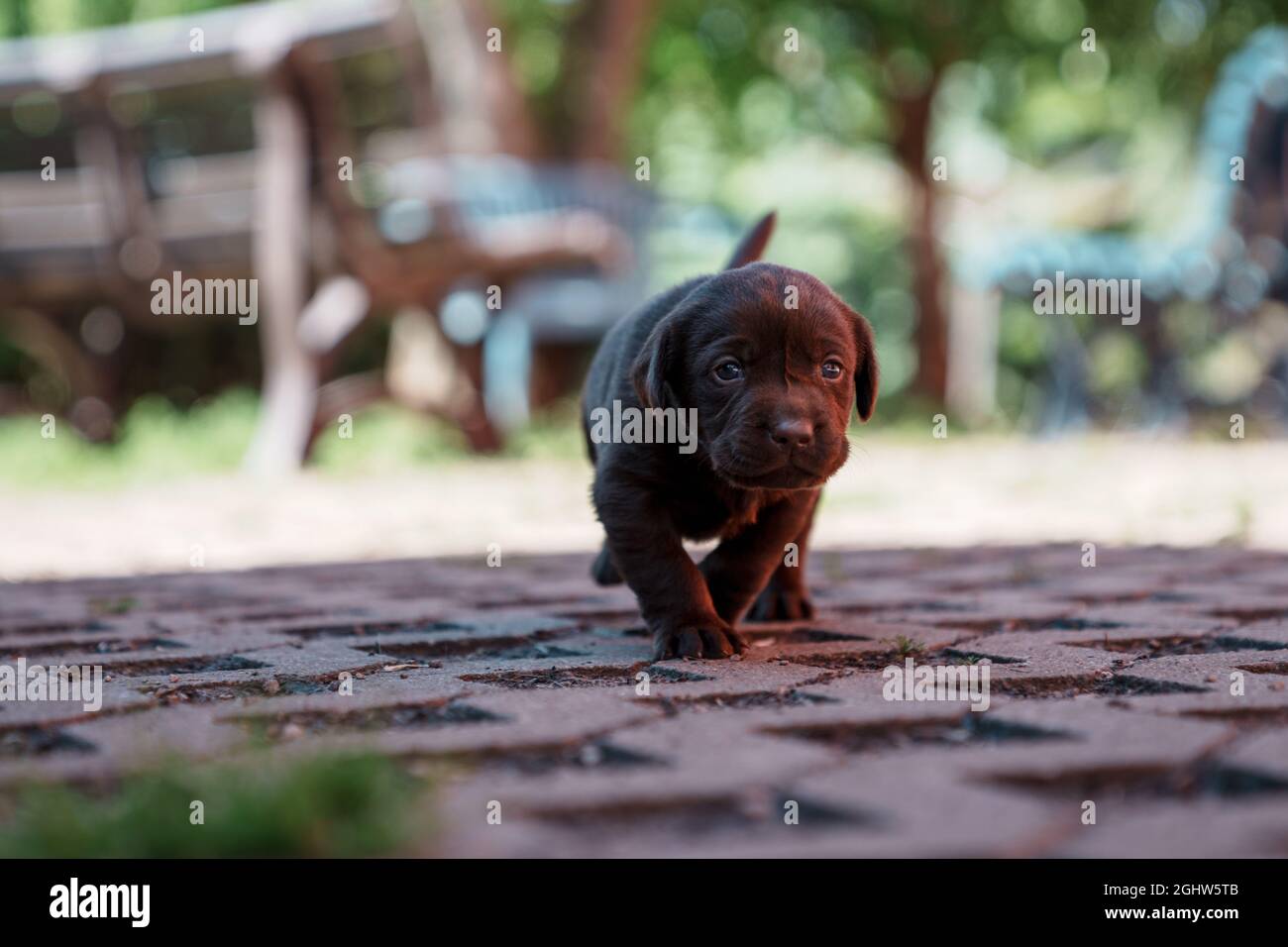 Chocolate Labrador der Welpe, der zur Kamera läuft, Österreich Stockfoto