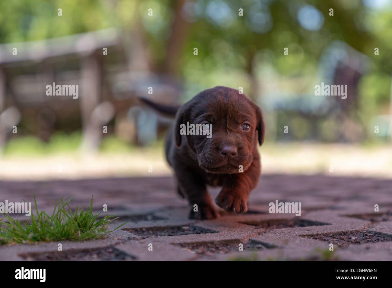 Chocolate Labrador der Welpe, der zur Kamera läuft, Österreich Stockfoto