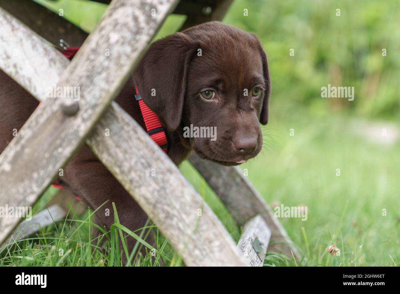 Chocolate Labrador Puppy steht unter einem Holzgartenstuhl, Österreich Stockfoto