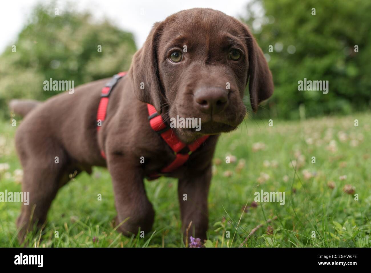 Porträt eines Schokoladen-Labrador-Welpen im Gras, Österreich Stockfoto