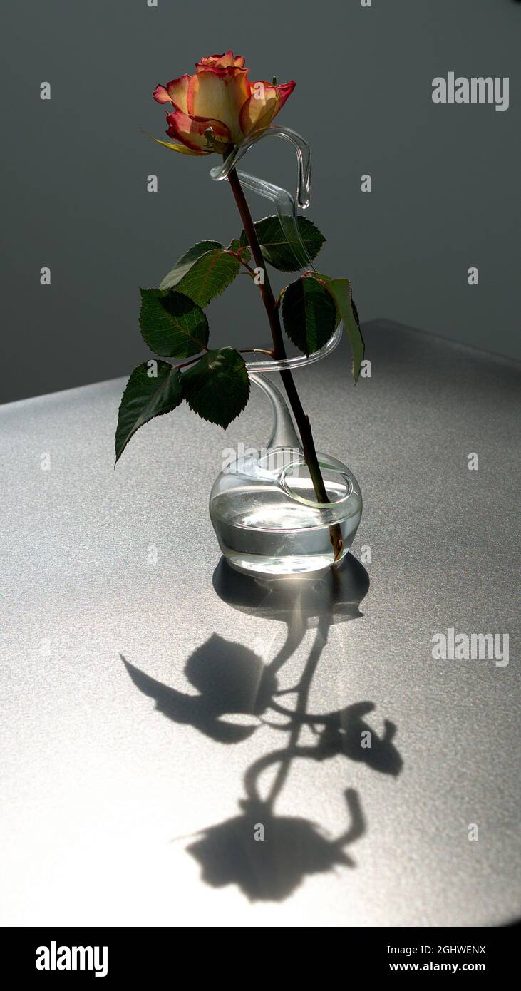 Nahaufnahme einer hinterleuchteten Rose in einer dekorativen handgegeblasenen Glasvase. Im Vordergrund Schatten und Lichtreflexe. Stockfoto