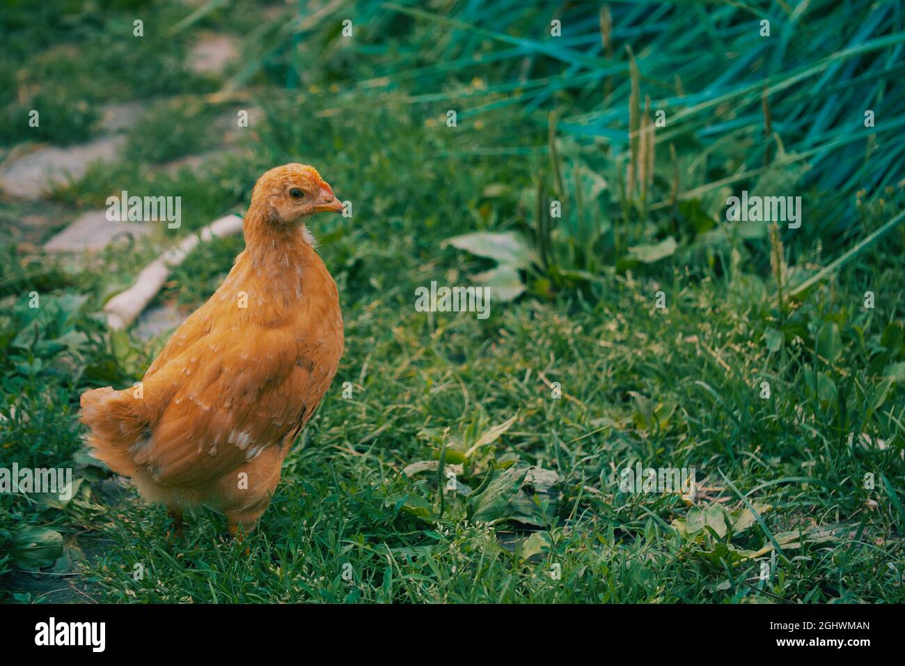 Einzelne freie braune Henne grast auf grünem Gras im Sommer sonnigen Tag. Ein kleines Junghuhn läuft frei zwischen den Gräsern. Stockfoto