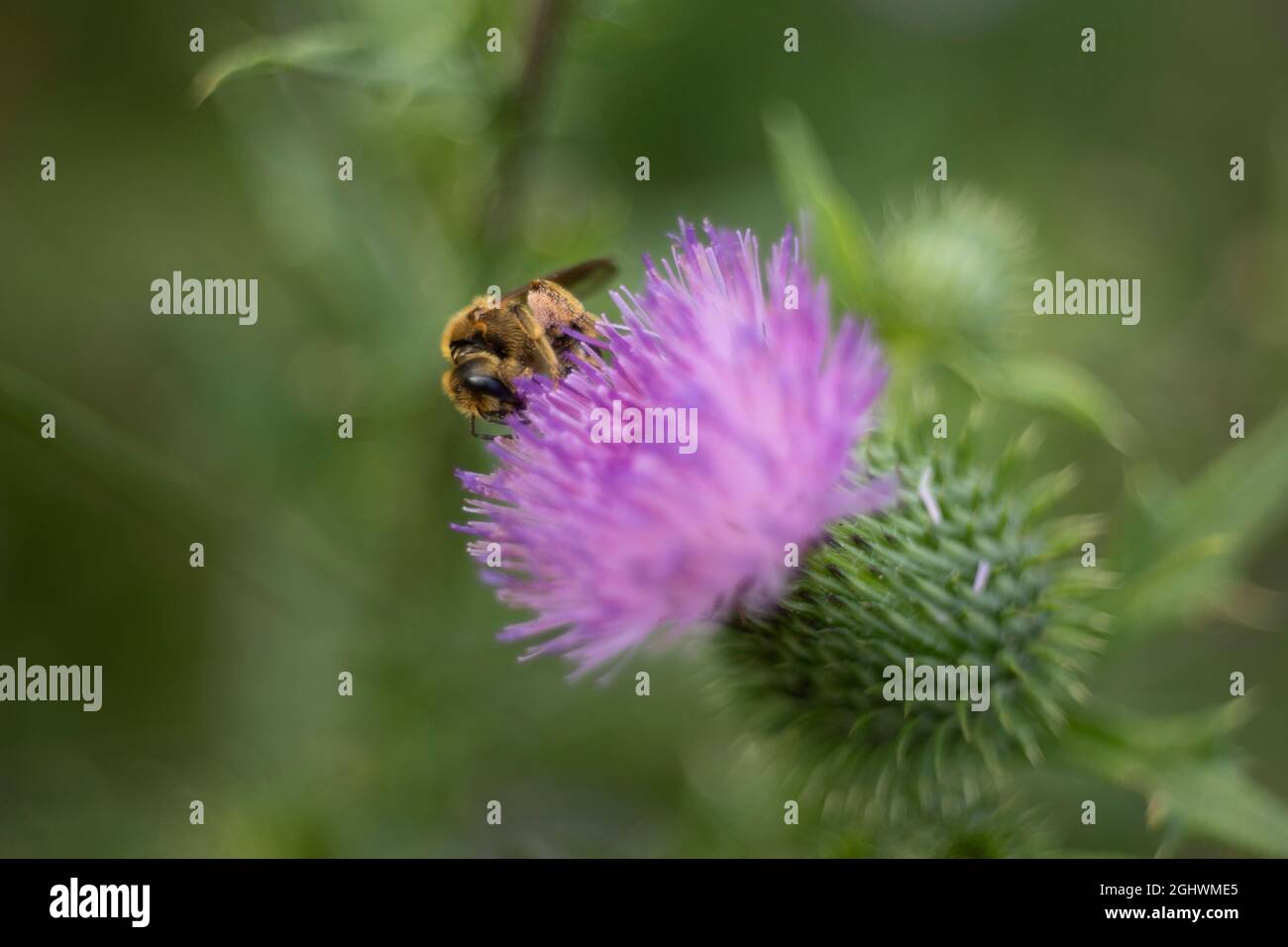 Eine Honigbiene (auch buchstabierte Honigbiene) ist ein eusozial fliegendes Insekt der Gattung APIs der Bienengattung, die alle in Eurasien beheimatet sind. Stockfoto
