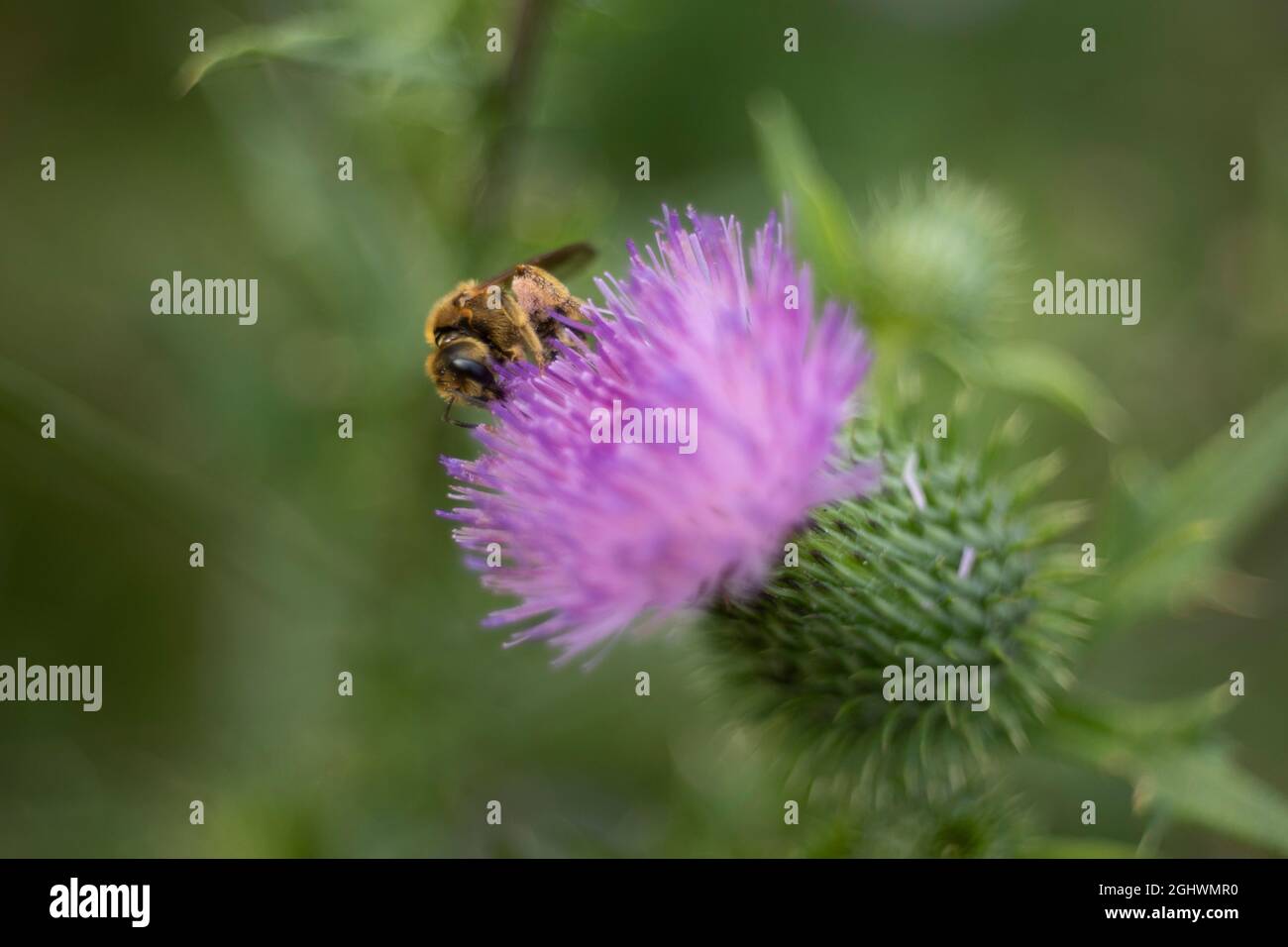 Eine Honigbiene (auch buchstabierte Honigbiene) ist ein eusozial fliegendes Insekt der Gattung APIs der Bienengattung, die alle in Eurasien beheimatet sind. Stockfoto
