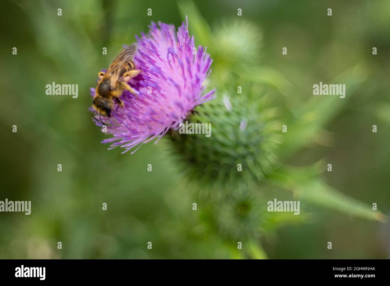 Eine Honigbiene (auch buchstabierte Honigbiene) ist ein eusozial fliegendes Insekt der Gattung APIs der Bienengattung, die alle in Eurasien beheimatet sind. Stockfoto