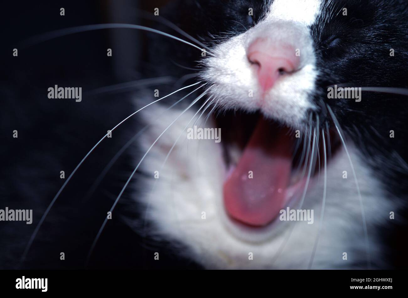 Eine Nahaufnahme in der Farbe eines Autos, das gähnt Stockfoto