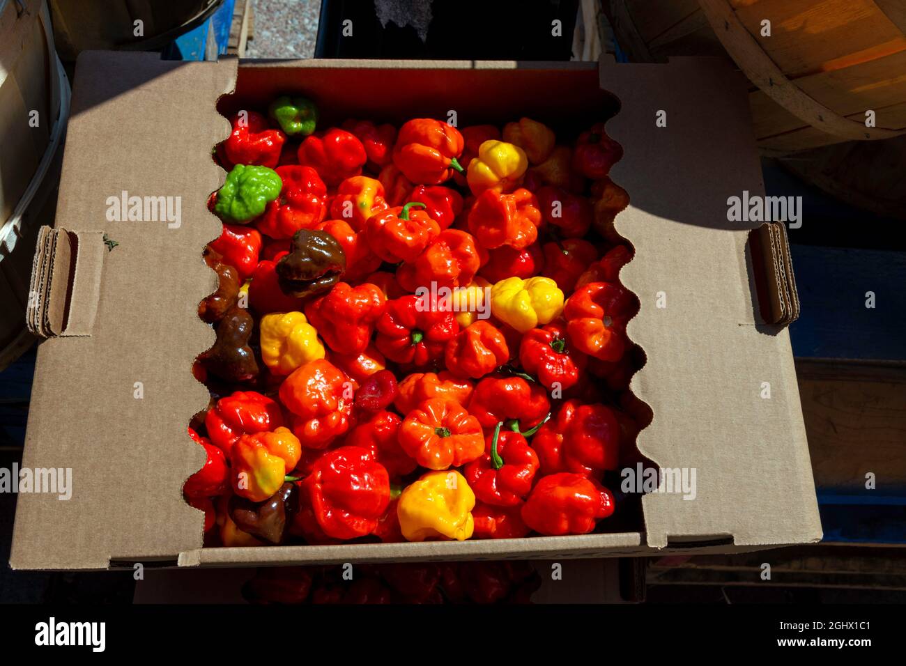 Nahaufnahme von bunten schottischen Bonnet-Chilischoten auf dem Markt gesehen. Stockfoto