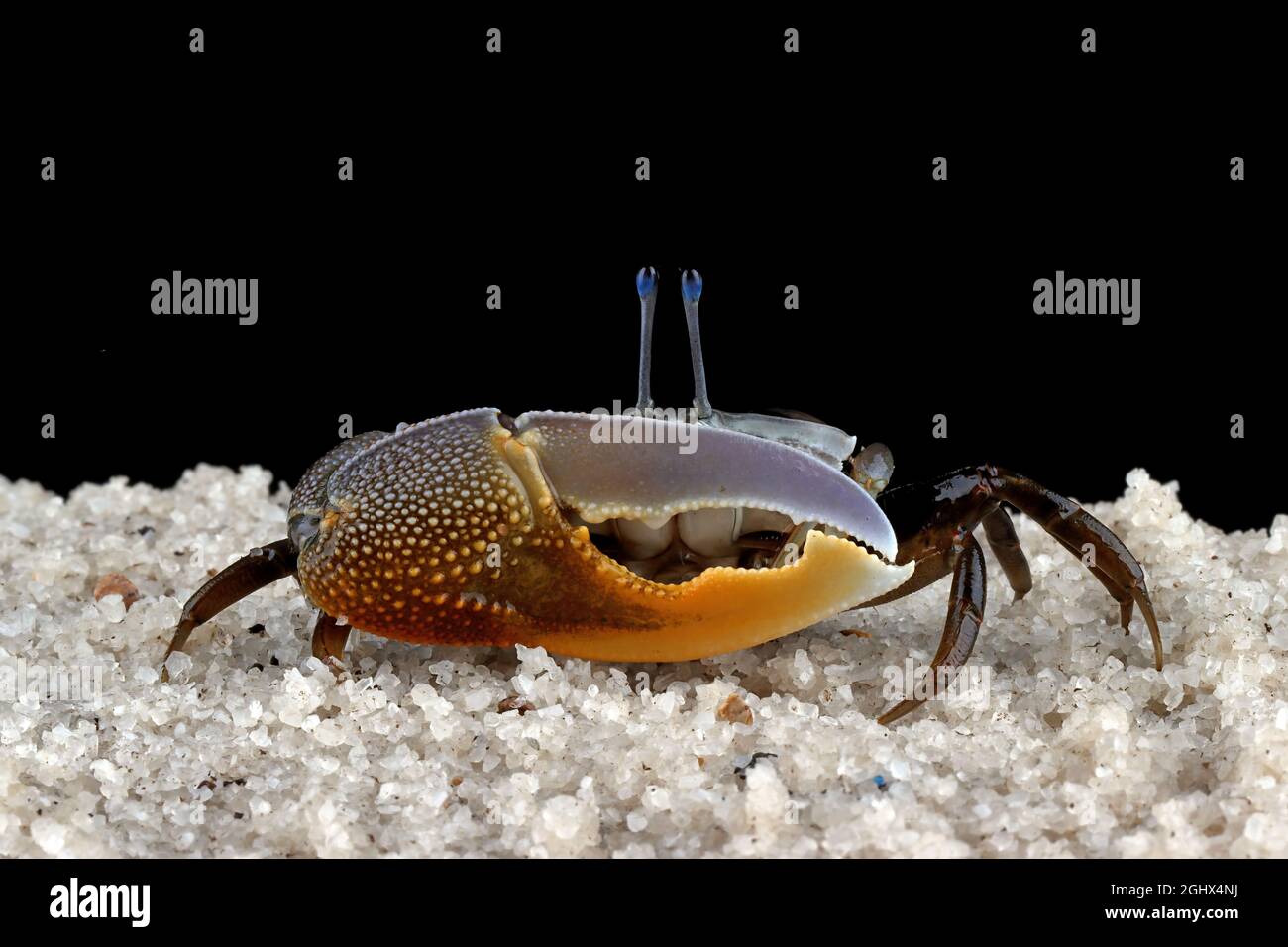 Nahaufnahme einer Fiddler-Krabbe auf schwarzem Hintergrund Stockfoto