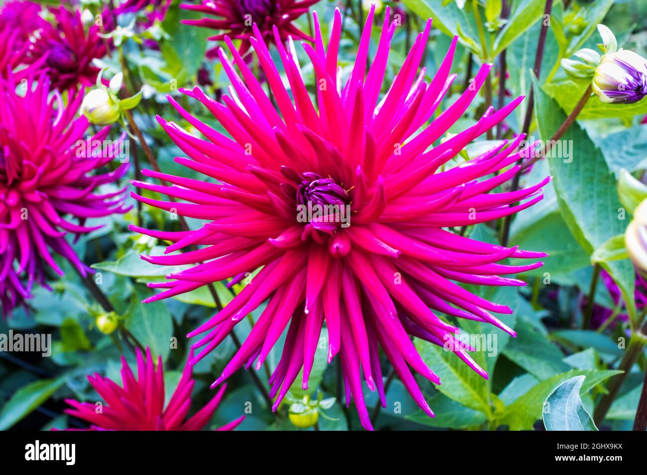 Großer Kopf aus dunkelrosa Kaktus-Dahlia-Blüten in einer Gartenhautnah. Stockfoto