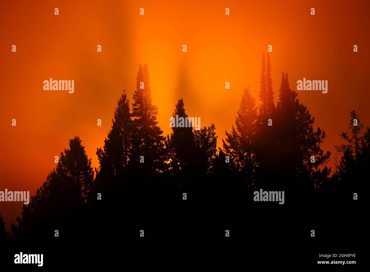 Sonnenlicht, das im Morgennebel goldorange leuchtet und Nebel in der Wildnis des Pinienwaldes Stockfoto