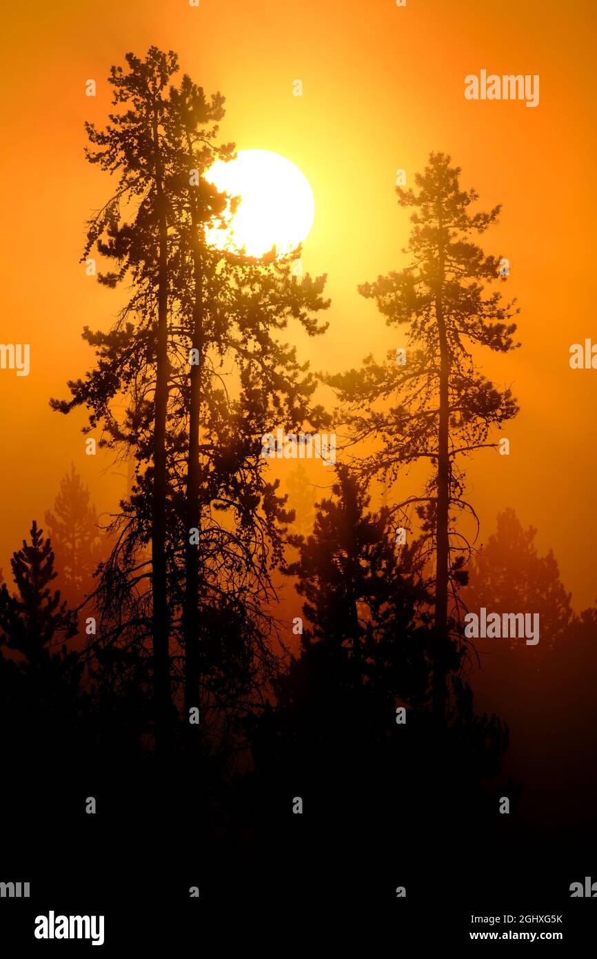 Sonnenlicht, das im Morgennebel goldorange leuchtet und Nebel in der Wildnis des Pinienwaldes Stockfoto