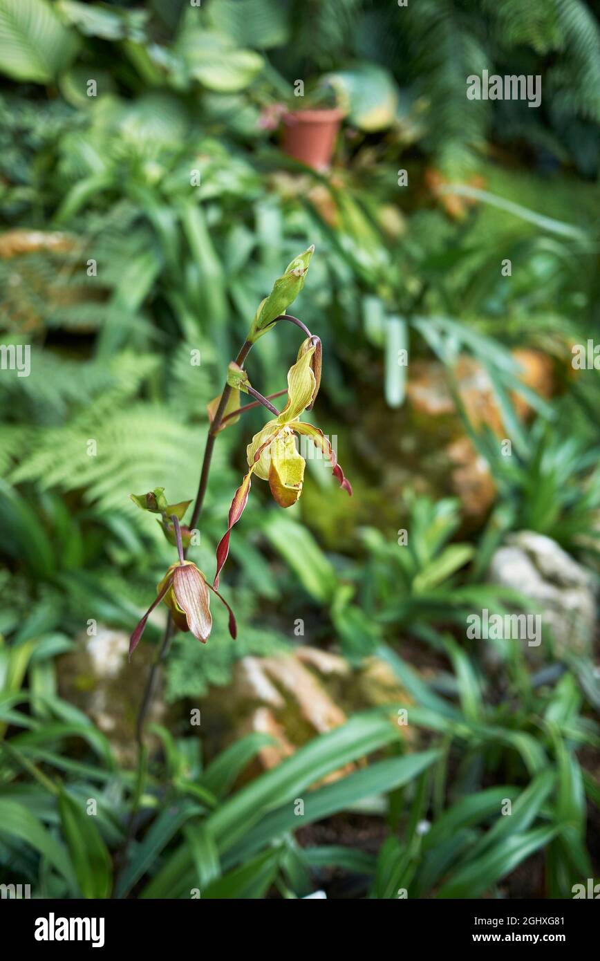 Paphiopedilum Blume aus nächster Nähe Stockfoto
