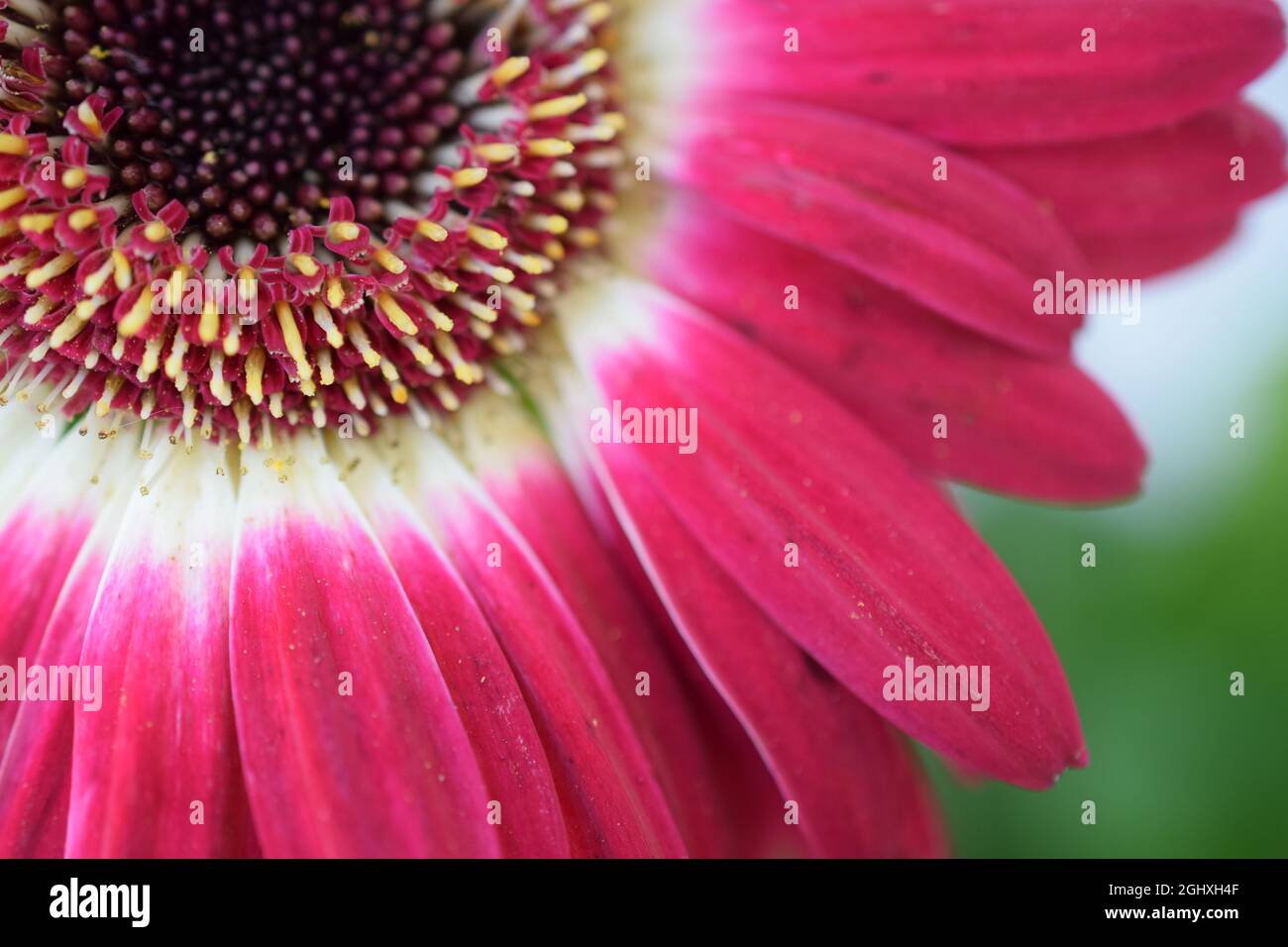 Gerber Daisy Stockfoto