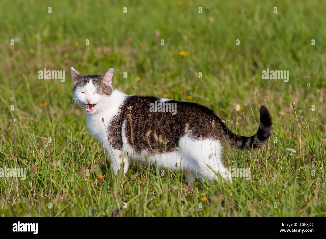 Tomcat auf einer Wiese mit einem lustigen Grimasse Stockfoto