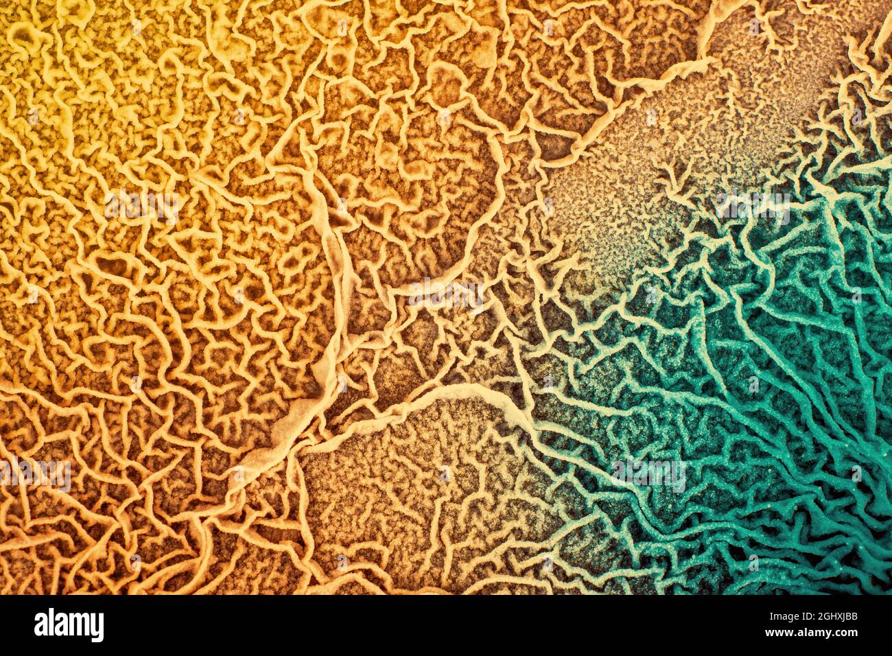 Die Oberfläche von biologischem Gewebe, das mit pathogenen Mikroorganismen infiziert ist Stockfoto