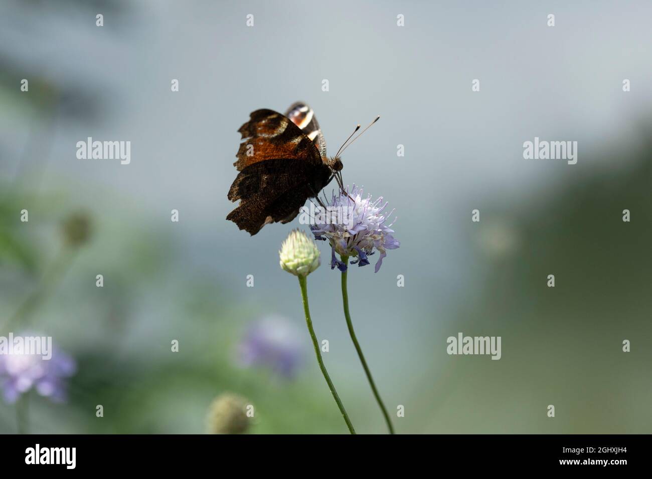 Aglais ist eine holarktische Gattung von bürstenfußigen Schmetterlingen, die die Schildpatt enthält. Stockfoto