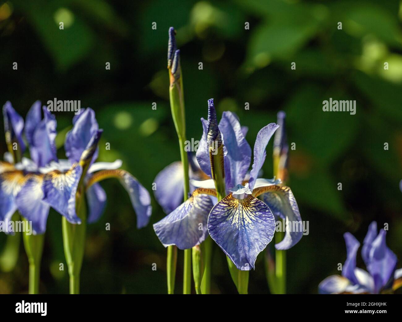 Blaue Iris Blume wächst in einem Garten Stockfoto