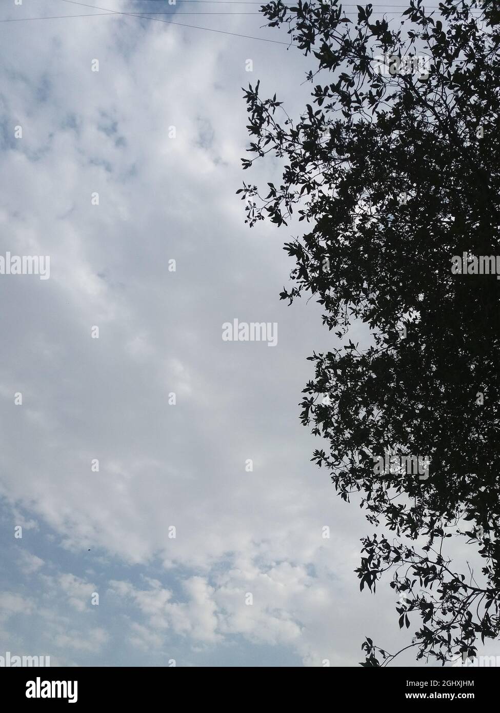 Bäume Blätter und bewölkten Himmel. Stockfoto