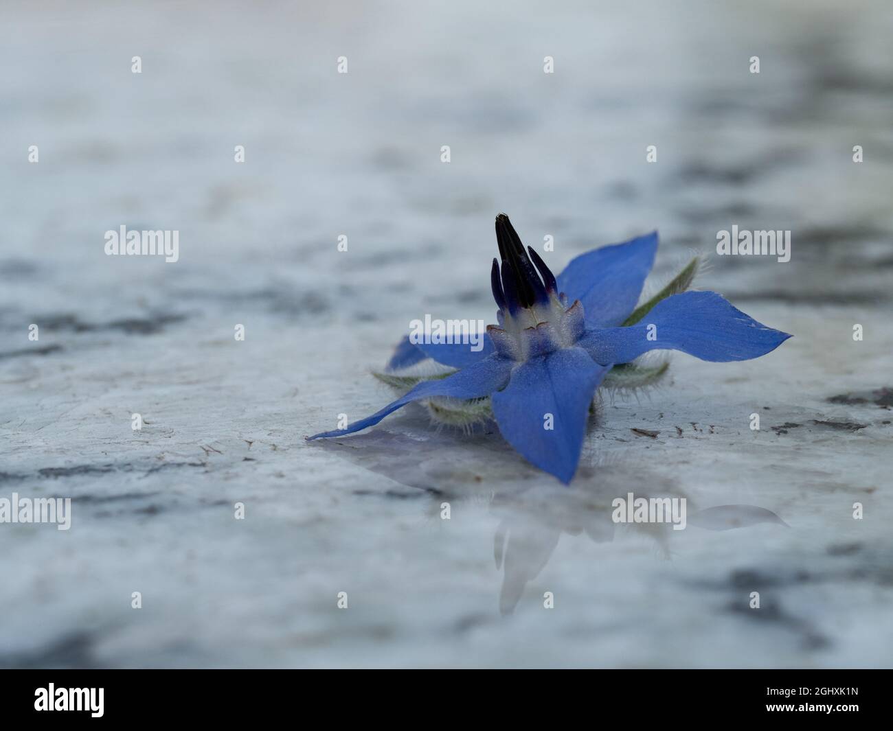 Einzelne Borretblume auf Marmorplatte Stockfoto